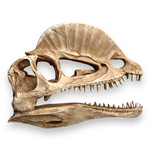Dekor tarajos dino koponya 19 x 6 x 13 cm