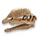 Dekor tarajos dino koponya 19 x 6 x 13 cm