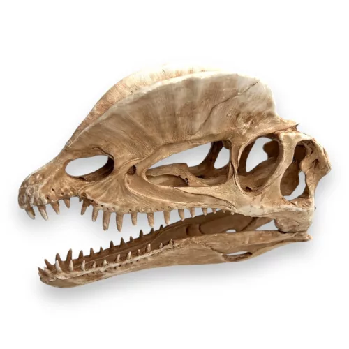 Dekor tarajos dino koponya 19 x 6 x 13 cm