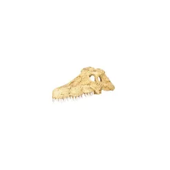 Repti Zoo bújó korokodil koponya 10,8x6,3x3,8cm ERS34S
