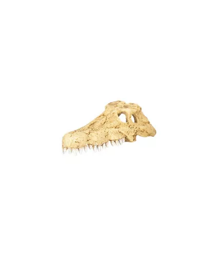 Repti Zoo bújó korokodil koponya 10,8x6,3x3,8cm ERS34S