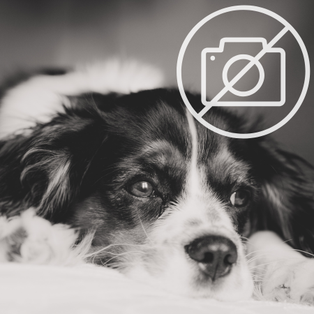 Gulliver 2 szállítóbox műanyag ajtós - lila 55x36x35cm