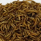 Trópus lisztkukac 50g