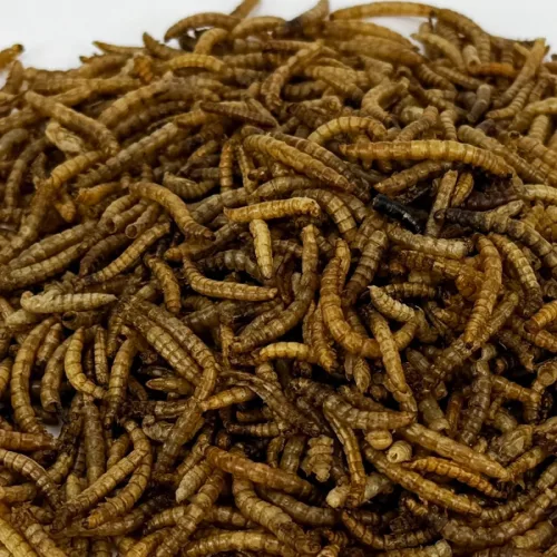 Trópus lisztkukac 50g