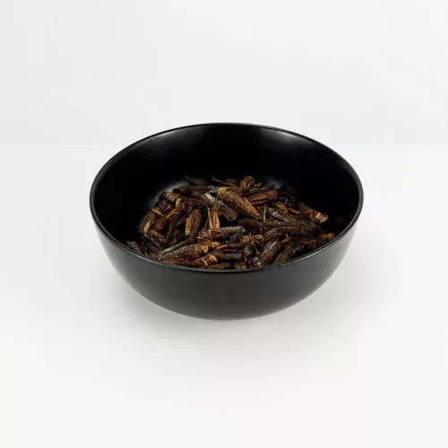 Trópus szárított szöcske 40g