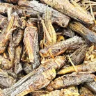 Trópus szárított szöcske 40g