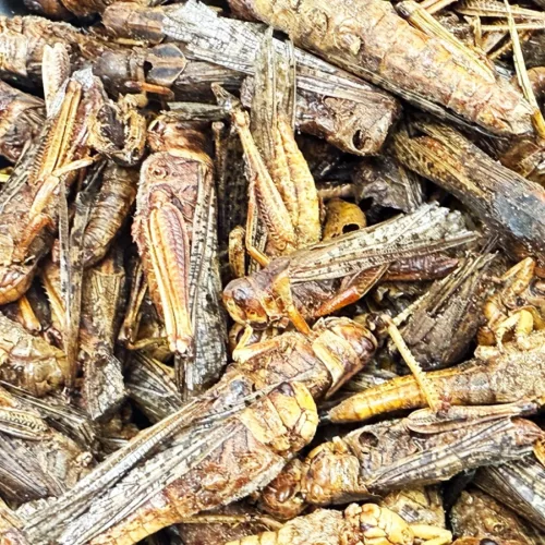 Trópus szárított szöcske 40g