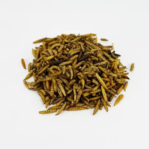 Trópus katonalégy lárva 50g