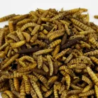 Trópus katonalégy lárva 50g