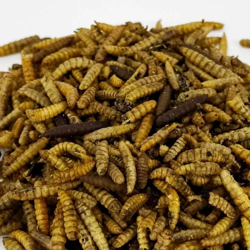 Trópus katonalégy lárva 50g