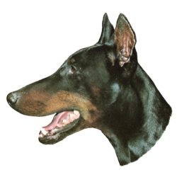 Matrica S 001 - Doberman 7cm