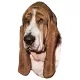 Matrica S 022 - Basset hound 7cm