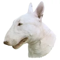 Matrica S 036 - Bull terrier 8cm