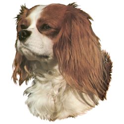 Matrica S 041 - Cavalier King Charles spániel 7cm