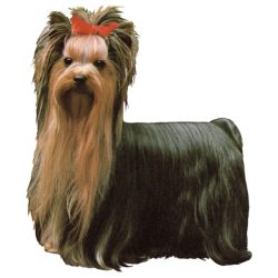 Matrica S 043 - Yorkshire terrier 7cm