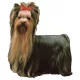 Matrica S 043 - Yorkshire terrier 7cm