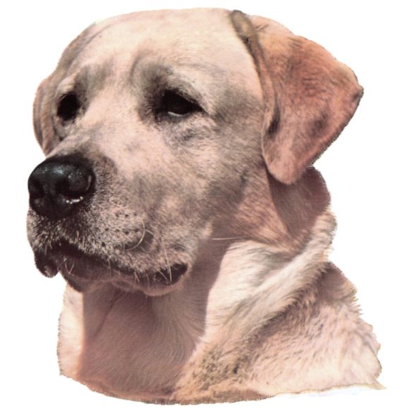Matrica S 051 - Labrador 7cm