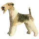 Matrica S 059 - Fox terrier drótszőrű 7cm