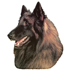 Matrica S 070 - Belga juhász 7cm