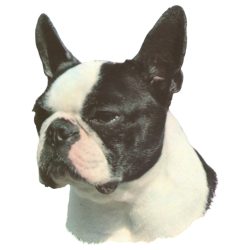 Matrica S 071 - Boston terrier 7cm