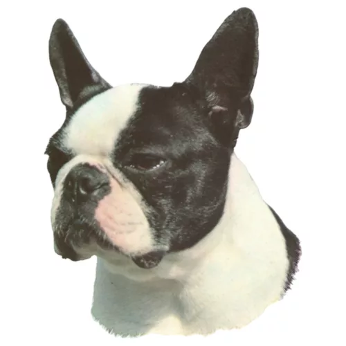 Matrica S 071 - Boston terrier 7cm