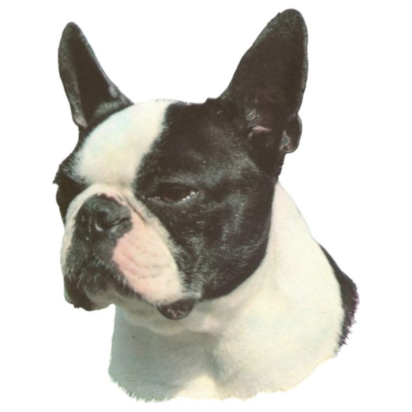 Matrica S 071 - Boston terrier 7cm