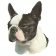 Matrica S 071 - Boston terrier 7cm