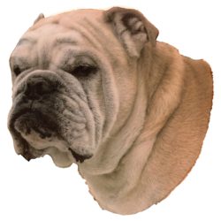 Matrica S 072 - Angol bulldog 7cm