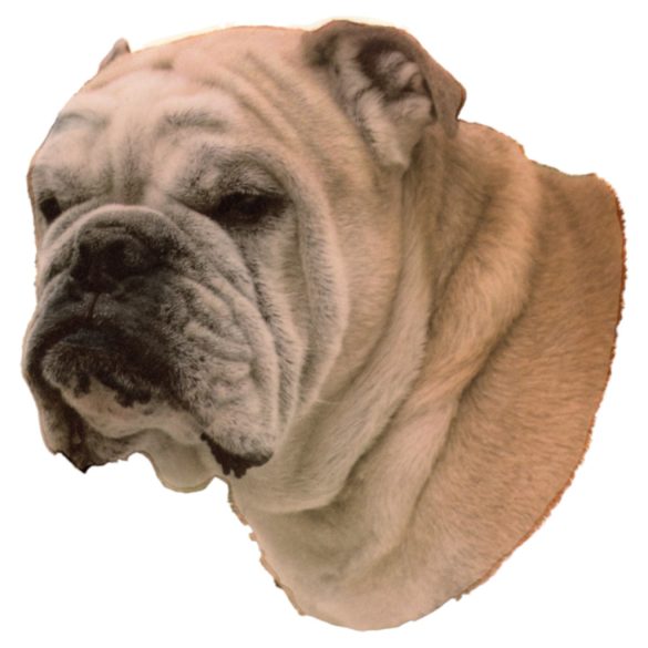 Matrica S 072 - Angol bulldog 7cm