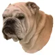 Matrica S 072 - Angol bulldog 7cm