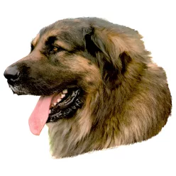 Matrica S 074 - Leonbergi 7cm