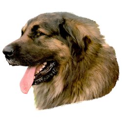 Matrica S 074 - Leonbergi 7cm