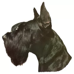 Matrica S 077 - Óriás schnauzer álló fülű 7cm
