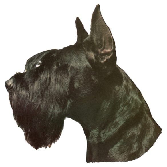 Matrica S 077 - Óriás schnauzer álló fülű 7cm