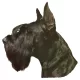 Matrica S 077 - Óriás schnauzer álló fülű 7cm