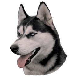 Matrica S 117 - Szibériai husky 8cm