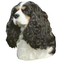 Matrica S 125 - Cavalier King Charles spániel 7cm