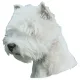 Matrica S 126 - West Highland White terrier (Westie) 7cm