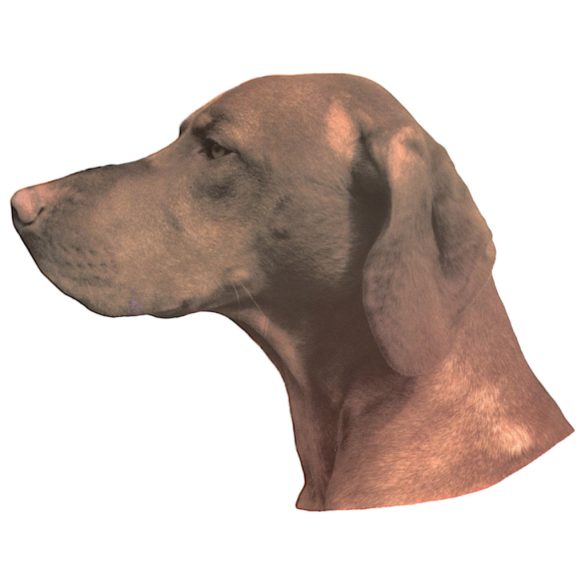 Matrica S 132 - Magyar vizsla 6cm