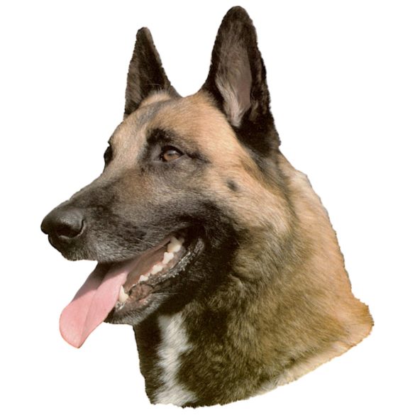 Matrica S 161 - Malinois (belga juhász) 7cm