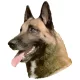 Matrica S 161 - Malinois (belga juhász) 7cm