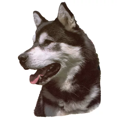 Matrica S 168 - Alaszkai malamut 8cm