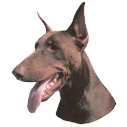 Matrica S 172 - Dobermann barna vágottfülű 8cm