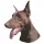 Matrica S 172 - Dobermann barna vágottfülű 8cm