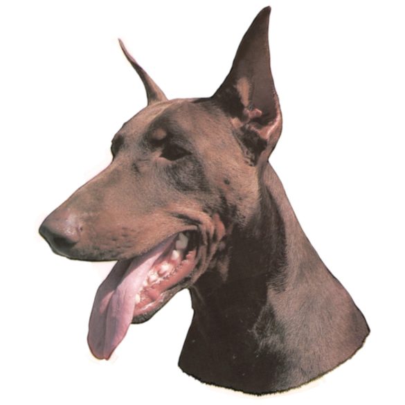Matrica S 172 - Dobermann barna vágottfülű 8cm