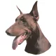 Matrica S 172 - Dobermann barna vágottfülű 8cm