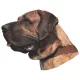 Matrica S 174 - Brazil masztiff (fila) 7cm
