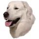 Matrica S 175 - Kuvasz 7cm