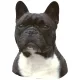 Matrica S 186 - Francia bulldog 7cm