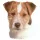 Matrica S 192 - Jack Russel terrier 8cm
